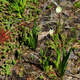 The plants growing in the bog.